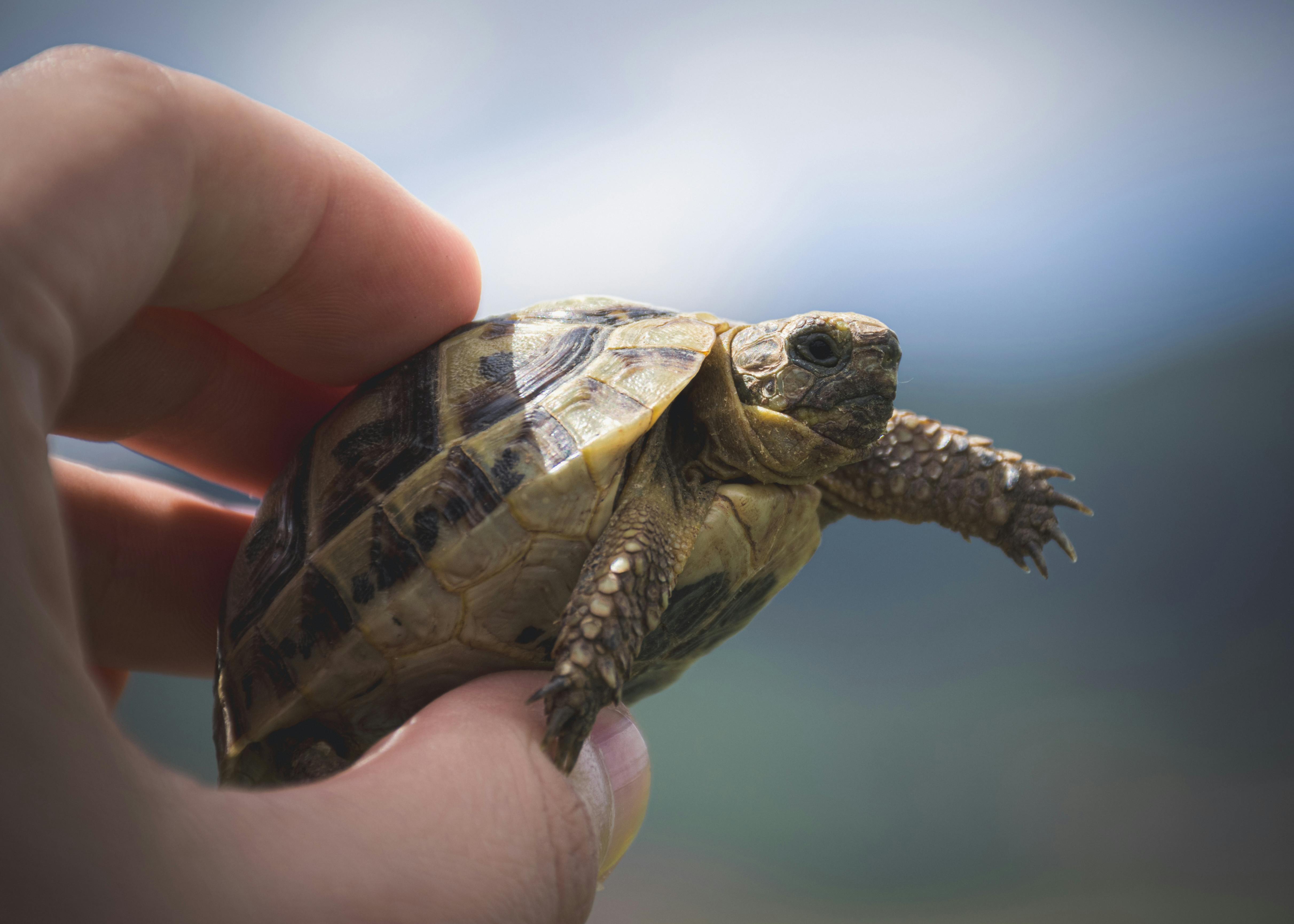 Tortuga Rusa